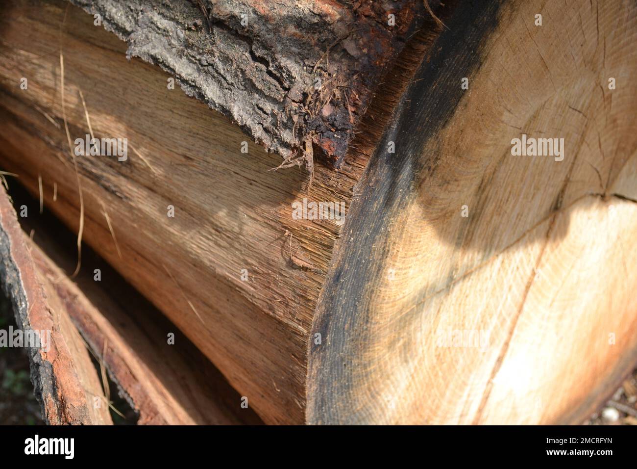 Un ceppo del tronco di un vecchio grande albero illuminato dal sole. Gli anelli perenni sono chiaramente visibili sulla superficie tagliata in legno. Foto Stock