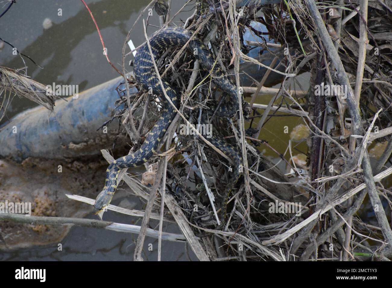 Un serpente d'acqua alla ricerca di pesce Foto Stock