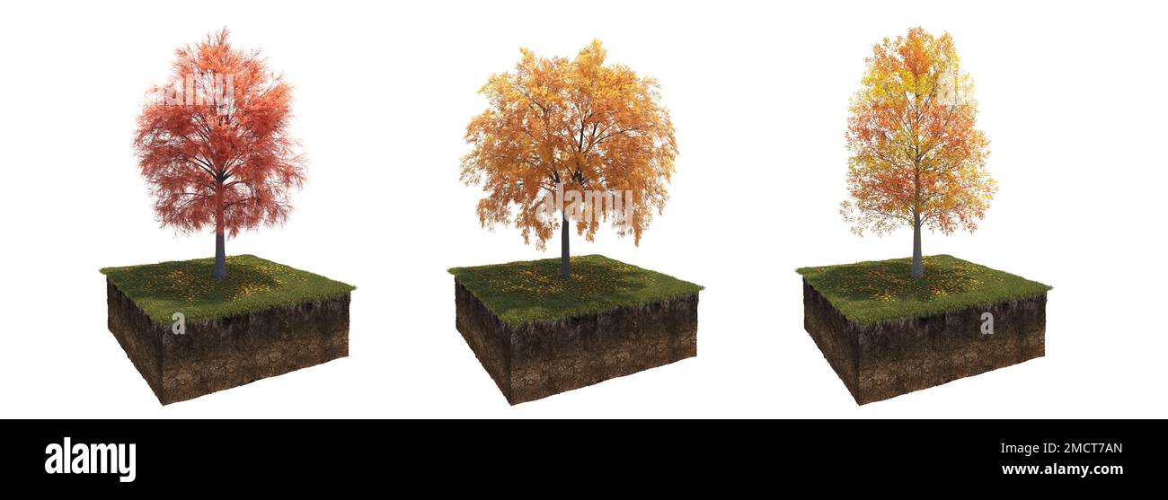 Autunno albero e suolo tagliato sotto di esso. Elemento giardino isolato, illustrazione 3D, rendering cg Foto Stock