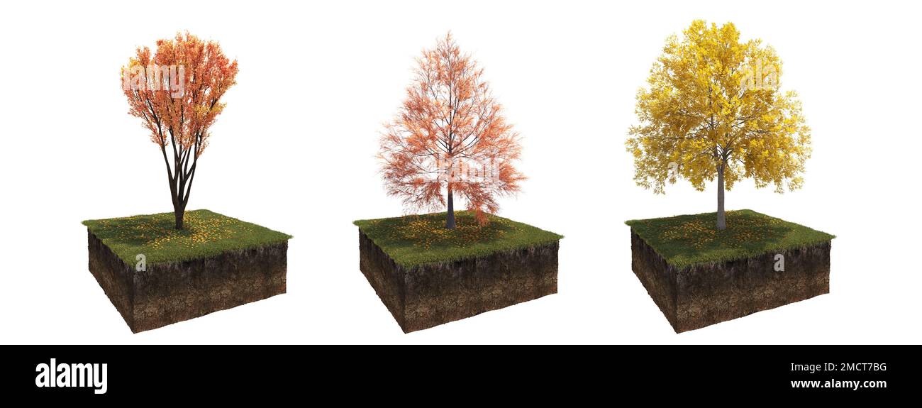 Autunno albero e suolo tagliato sotto di esso. Elemento giardino isolato, illustrazione 3D, rendering cg Foto Stock