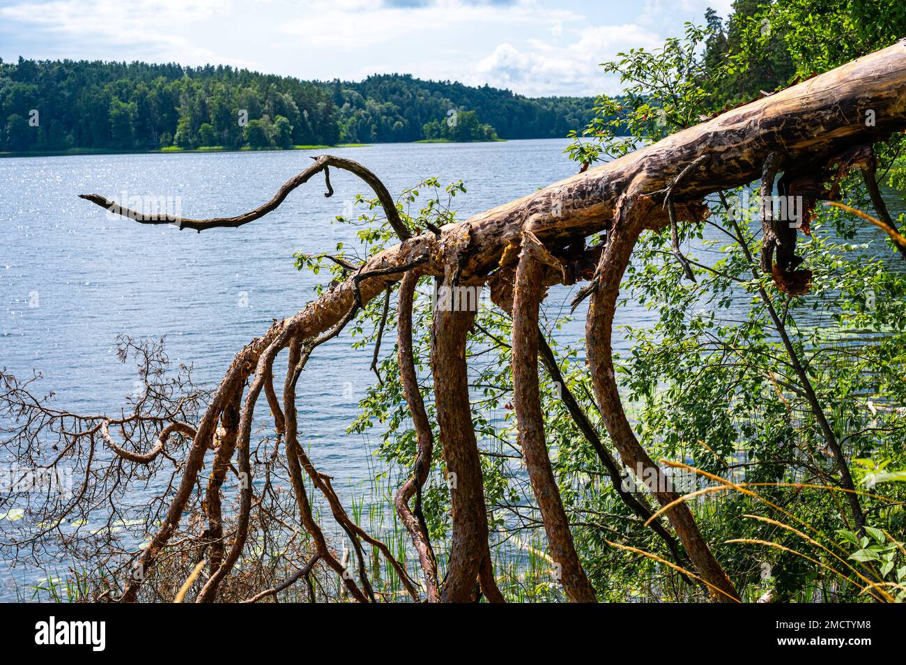 Pino parzialmente rotto caduto sulla costa del lago più lungo della Lituania. Rami ritorti dell'albero come le gambe di qualche creatura mistica che regge f Foto Stock