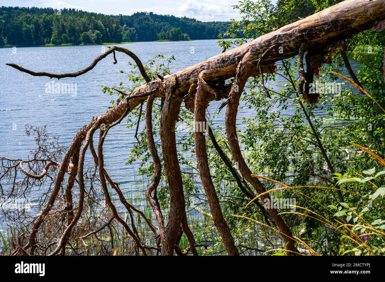 Pino parzialmente rotto caduto sulla costa del lago più lungo della Lituania. Rami ritorti dell'albero come le gambe di qualche creatura mistica che regge f Foto Stock