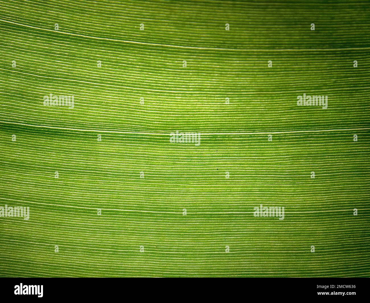 Macro fotografia delle vene della foglia di un banana al sole, catturata in una foresta vicino alla città coloniale di Villa de Leyva nel centro Foto Stock