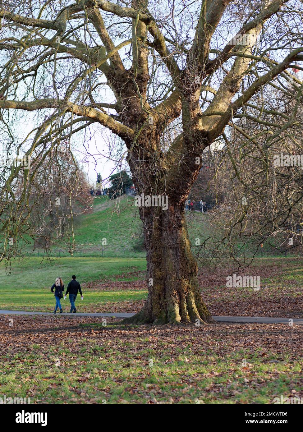 Coppia a piedi da un grande albero a Greenwich Park in inverno, Londra Inghilterra Foto Stock