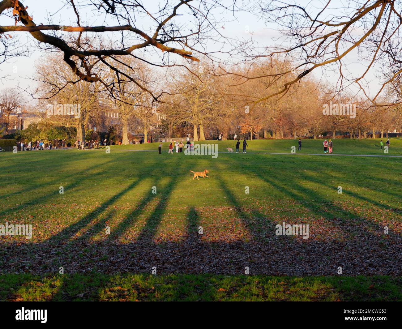 Gli alberi creano ombre in un giorno d'inverno a Greenwich Park mentre un cane scorre sull'erba. Londra Inghilterra. Foto Stock