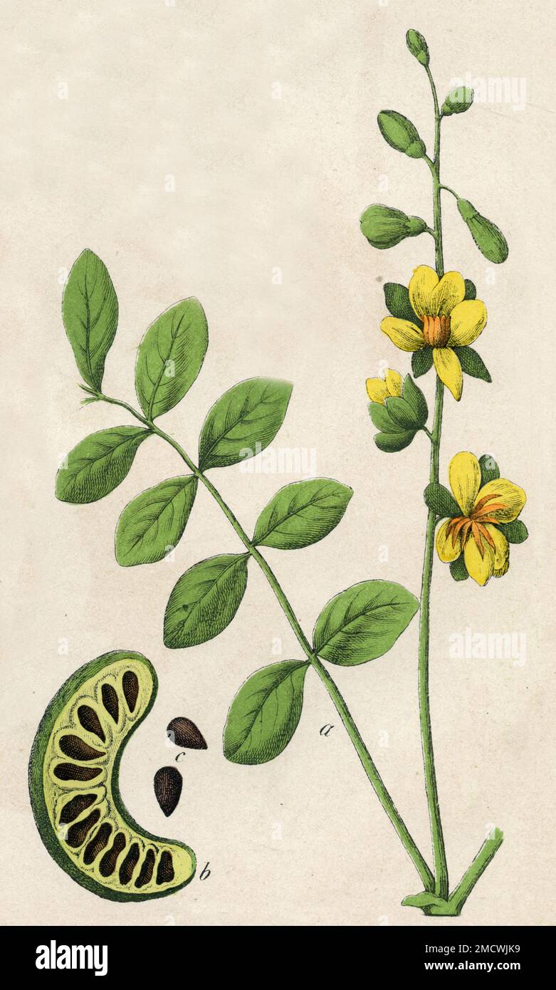 Senna obtufolia Senna obtufolia, (libro di botanica, 1879), Sennesblätterstrauch Foto Stock