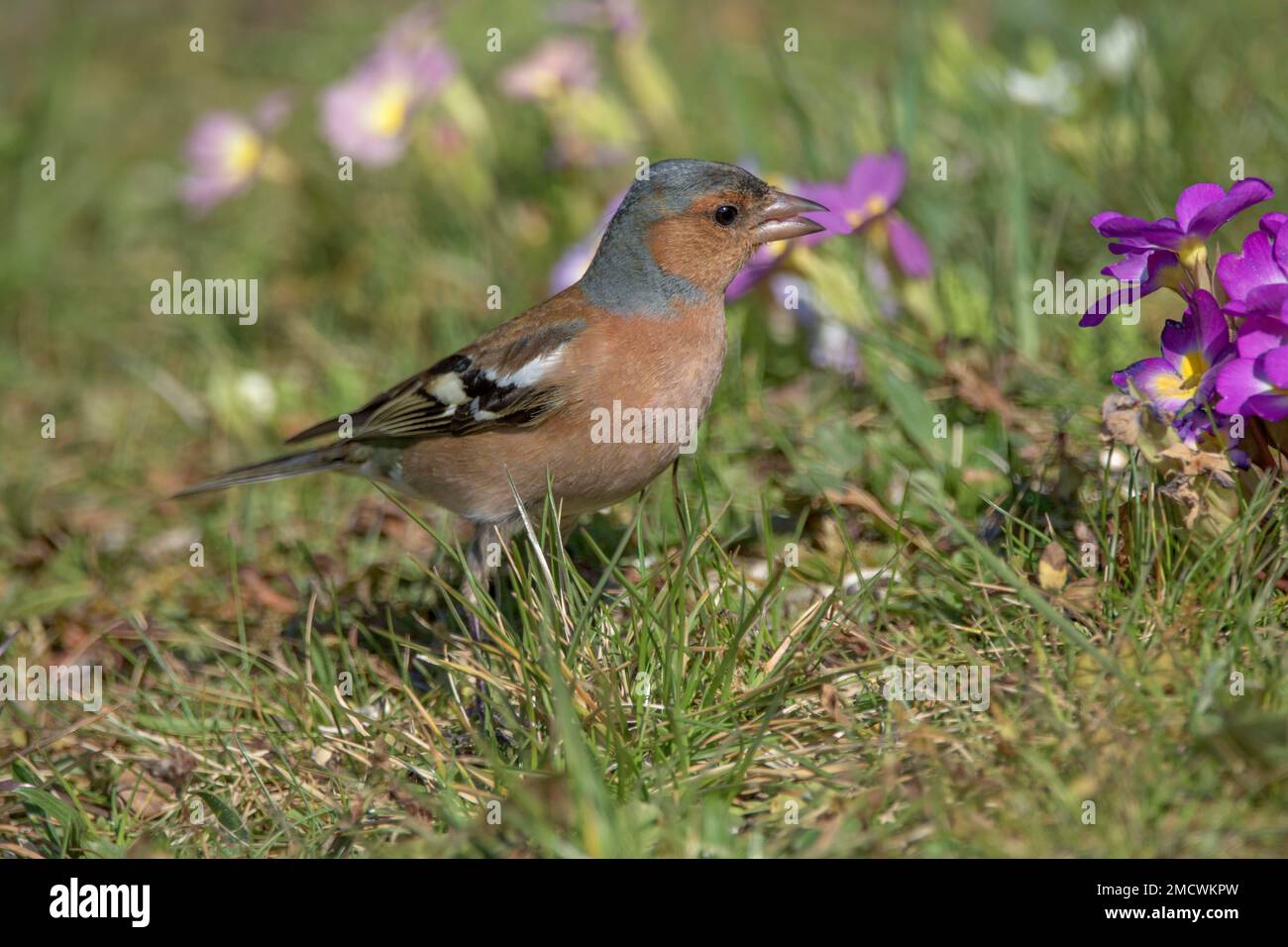 Comune chaffinch (Fringilla coelebs) maschio in foraggio in primavera prato, Baden-Wuerttemberg, Germania Foto Stock