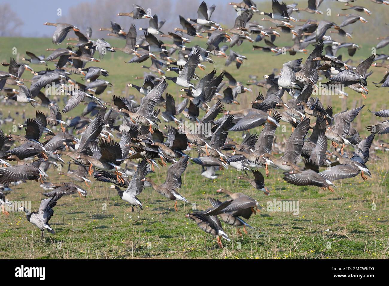 Gregge di maggiore oca bianca (Anser albifrons) con oche di barnacle (Branta leucopsis), in volo, in volo, al largo dei pascoli, basso Reno, Bieslicher Foto Stock