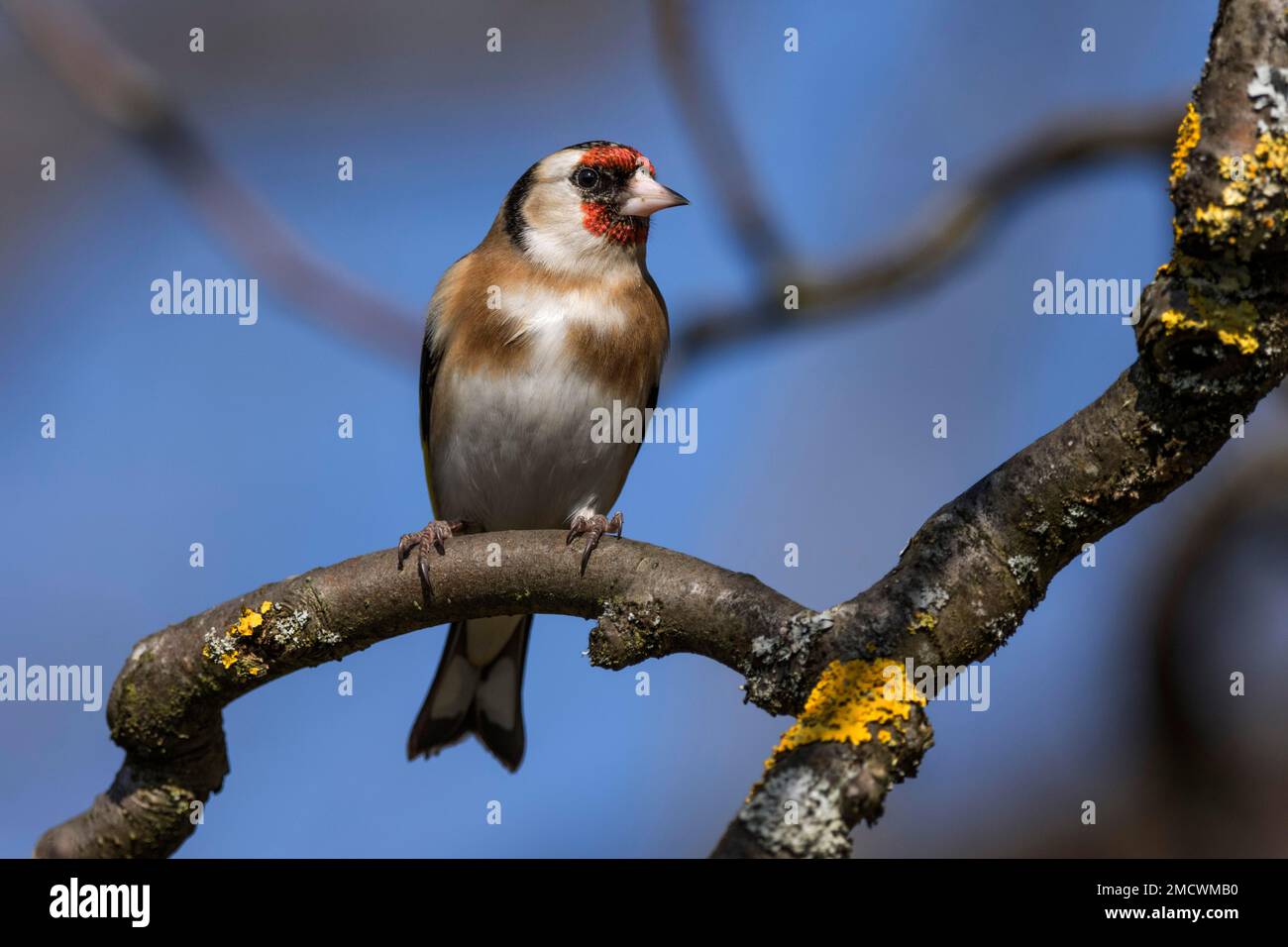 Carduelis (Carduelis carduelis) su ramo di un melo, Baden-Wuerttemberg, Germania Foto Stock