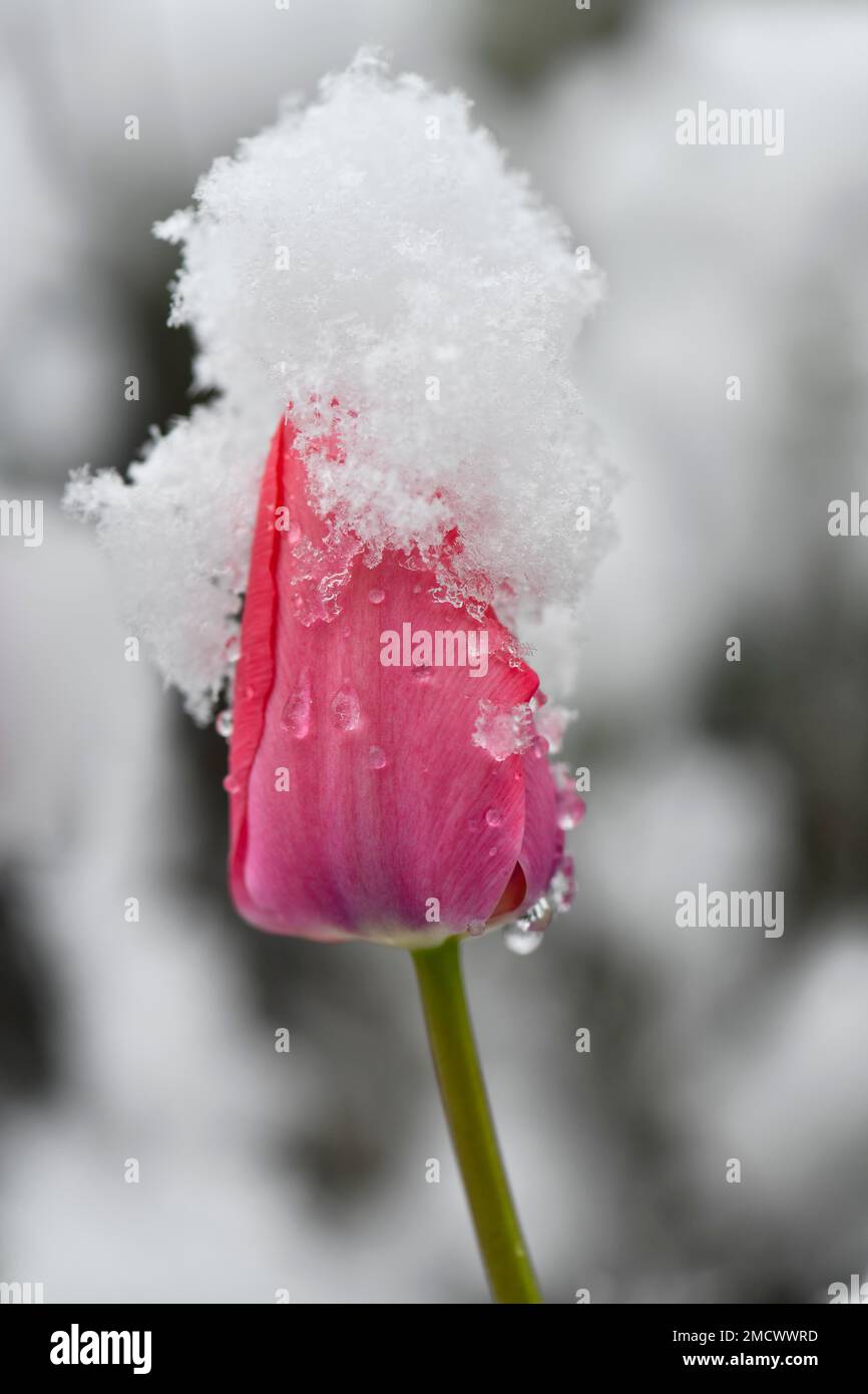 Fioritura di un tulipano (tulipa) nella neve, fiori primaverili nella neve, inizio tardivo dell'inverno, Baden-Wuerttemberg, Germania Foto Stock