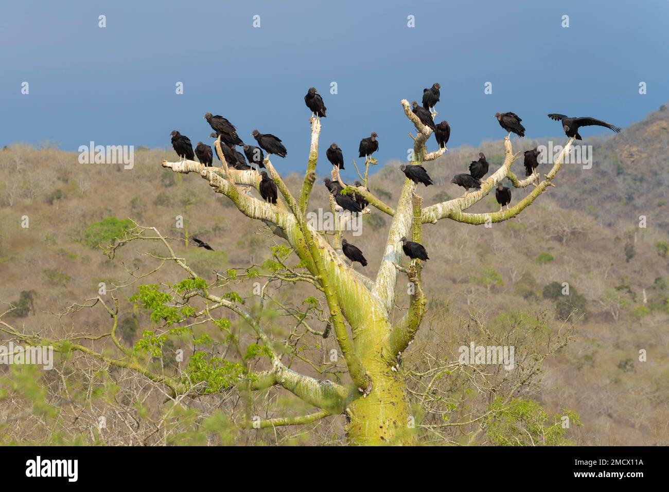 Gruppo di corvidi (Coragyps atratus) su ceiba (Ceiba trischistandra), provincia di Manabi, Ecuador Foto Stock