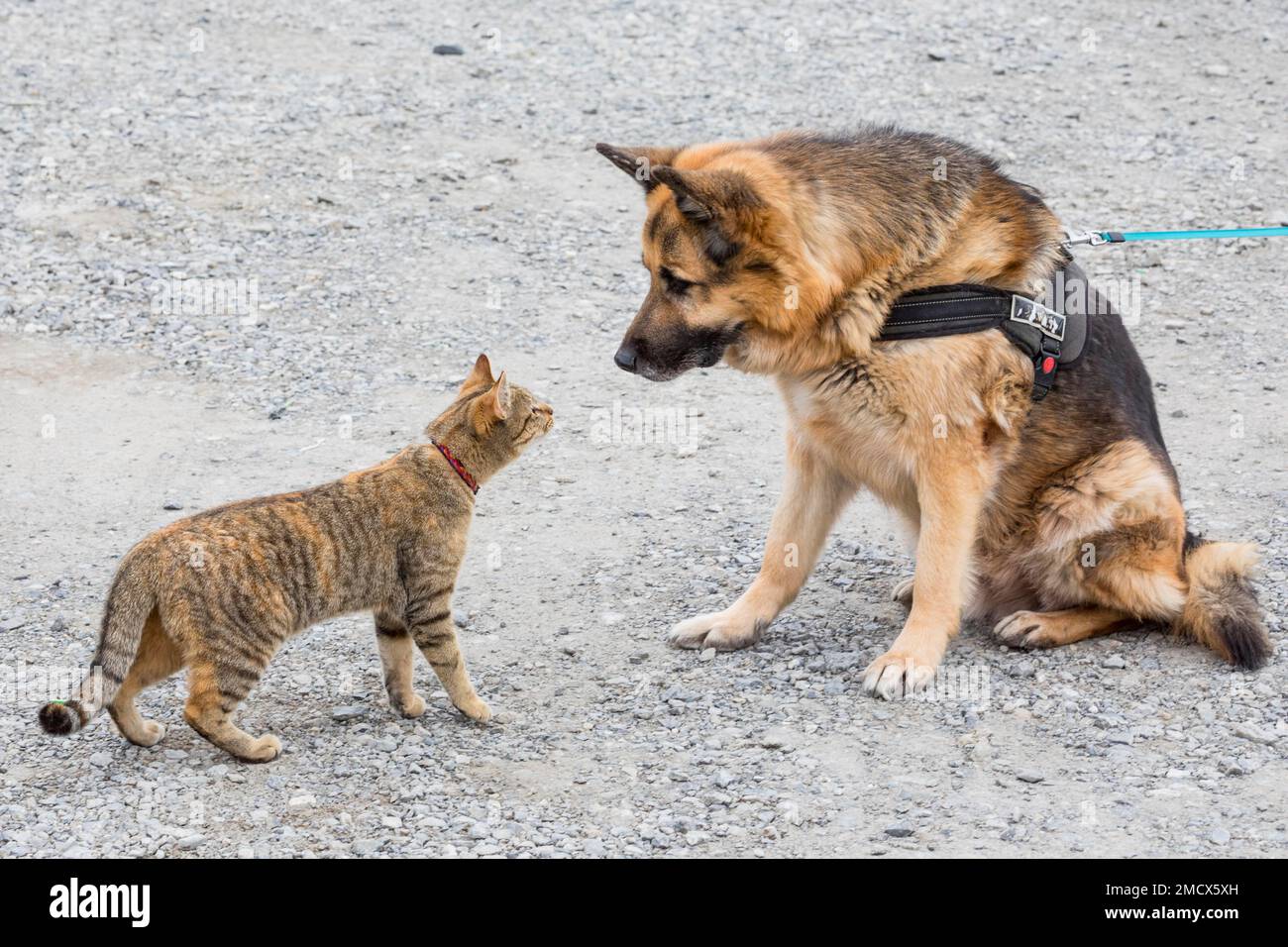 Gatto che gioca con il pastore tedesco, animali domestici, Vaduz, Liechtenstein Foto Stock