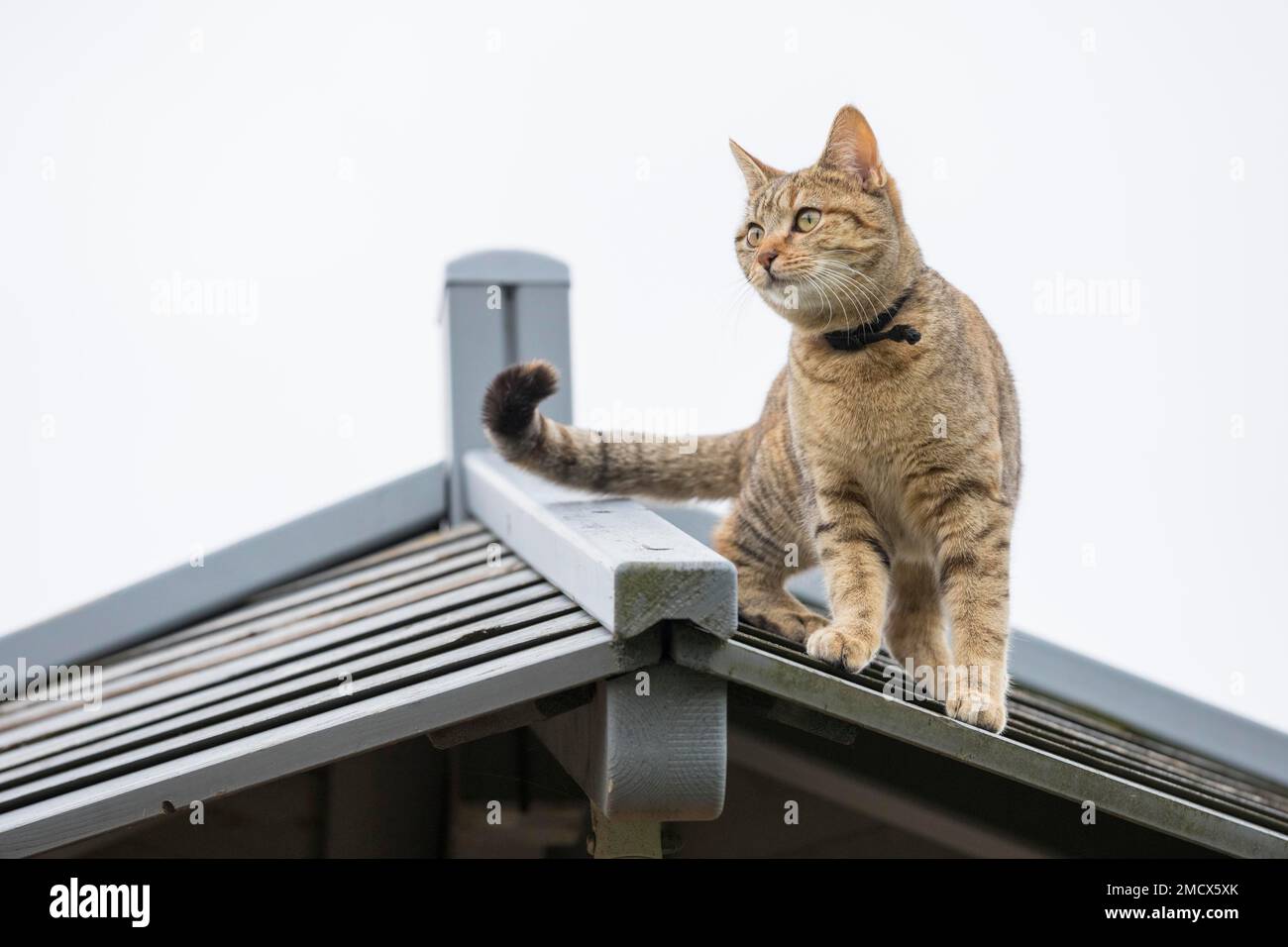 Gatto sul tetto, animale domestico, Vaduz, Liechtenstein Foto Stock