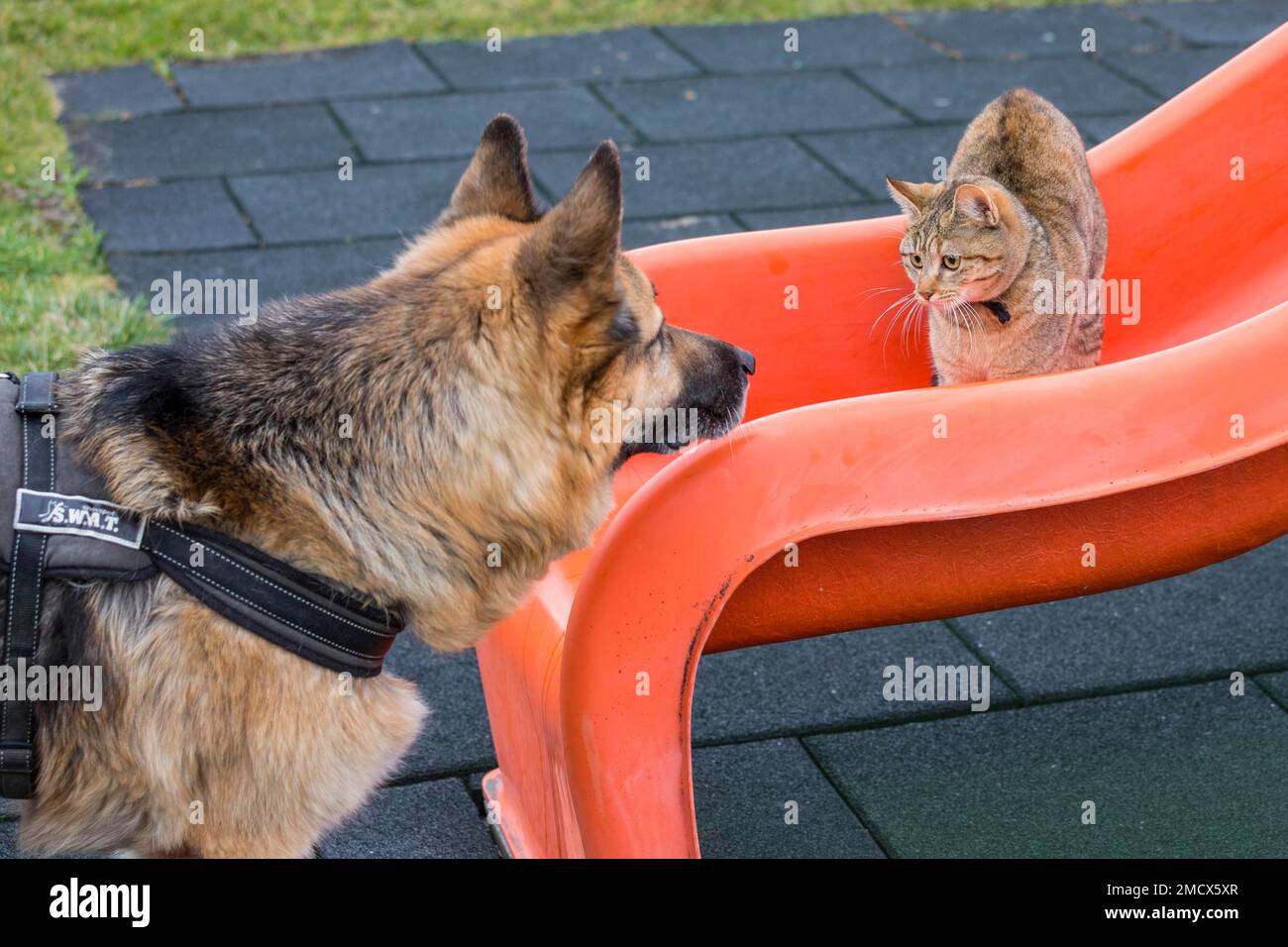 Gatto che gioca con il pastore tedesco, animali domestici, Vaduz, Liechtenstein Foto Stock