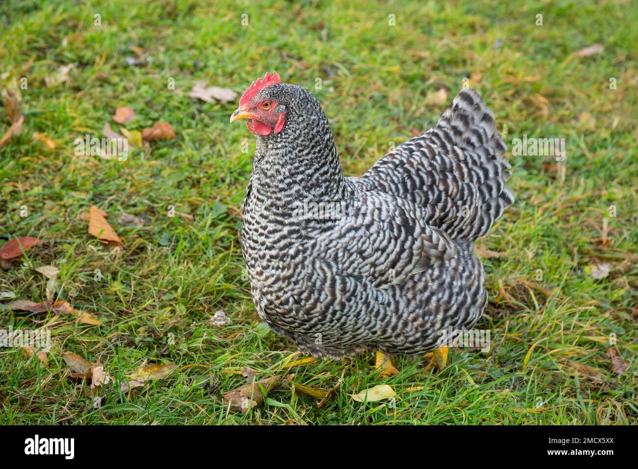 Pollo, animale domestico, animale di fattoria, Gamprin, Valle del Reno, Liechtenstein Foto Stock