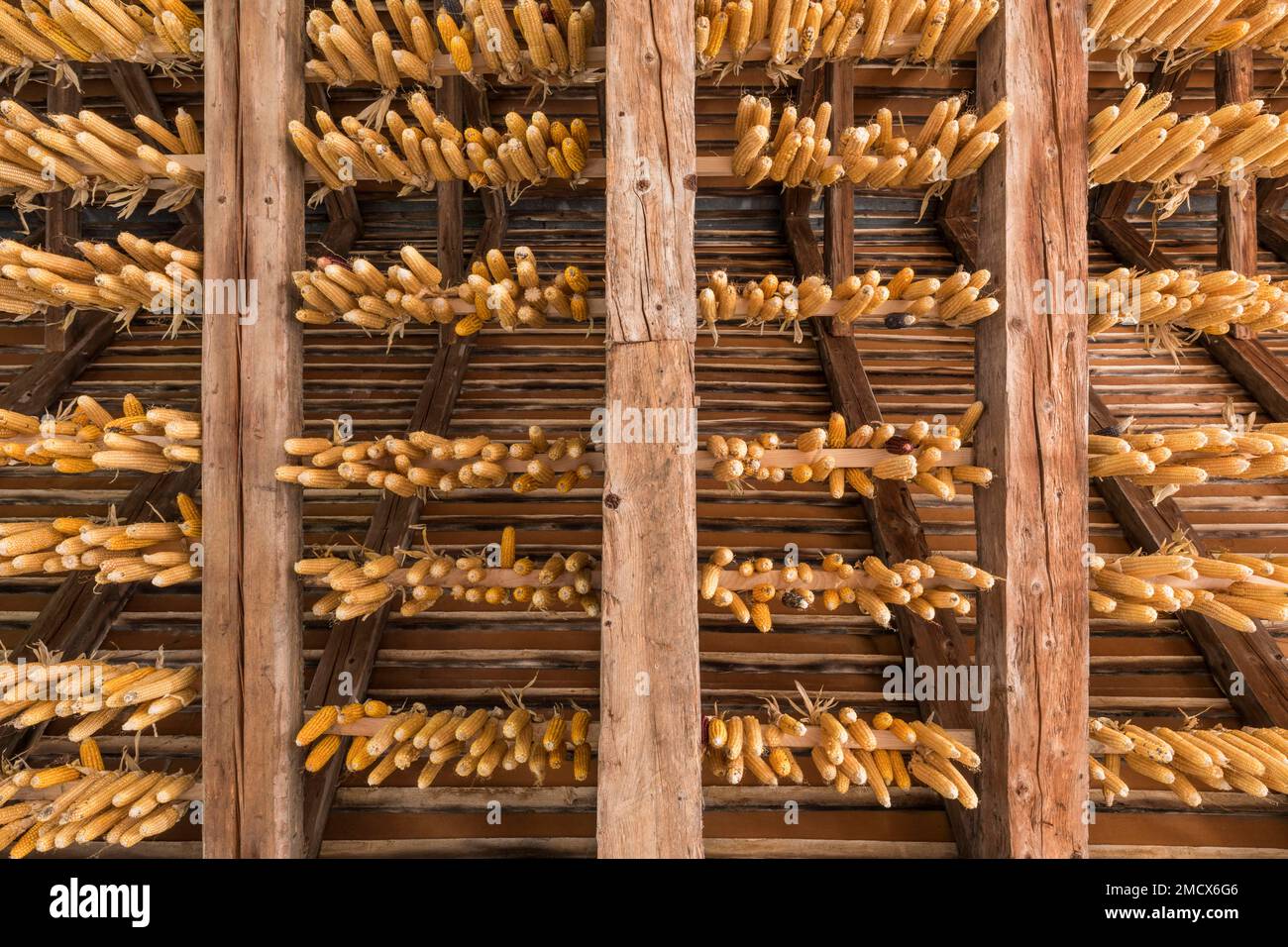 Il mais ribel appeso ad asciugare, nella Torkel, Mauren, Liechtenstein Foto Stock