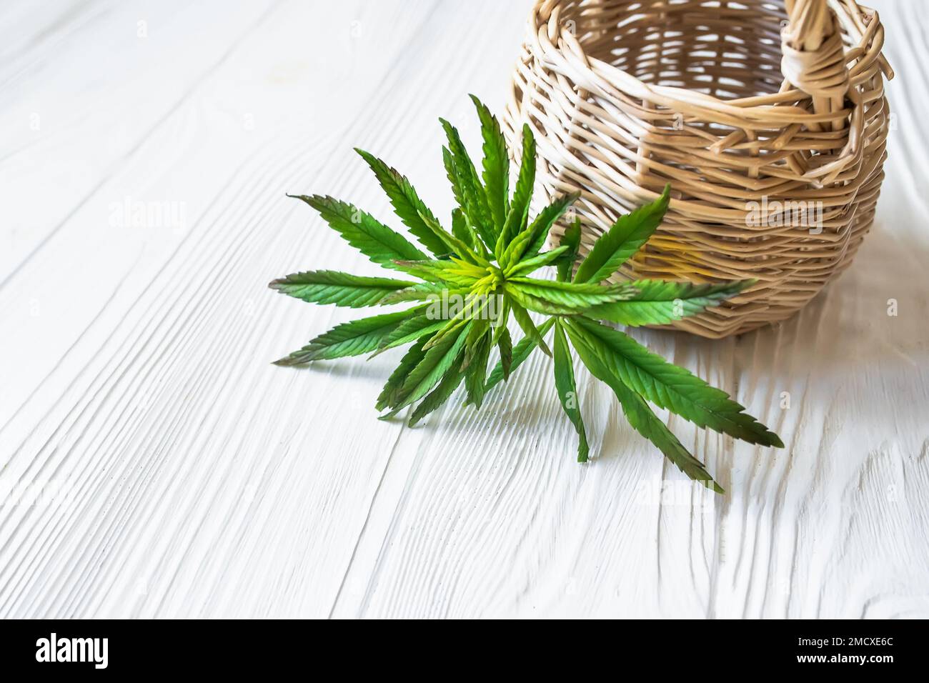 Germoglio di pianta biologica di colnus usata per petrolio di CBD, tintura di THC e cosmetici di petrolio di CBD fuori serra. Foglie di marijuana, cannabis. Foto Stock Germoglio di pianta biologica di colnus usata per petrolio di CBD, tintura di THC e cosmetici di petrolio di CBD fuori serra. Foglie di marijuana, cannabis. Foto Stock