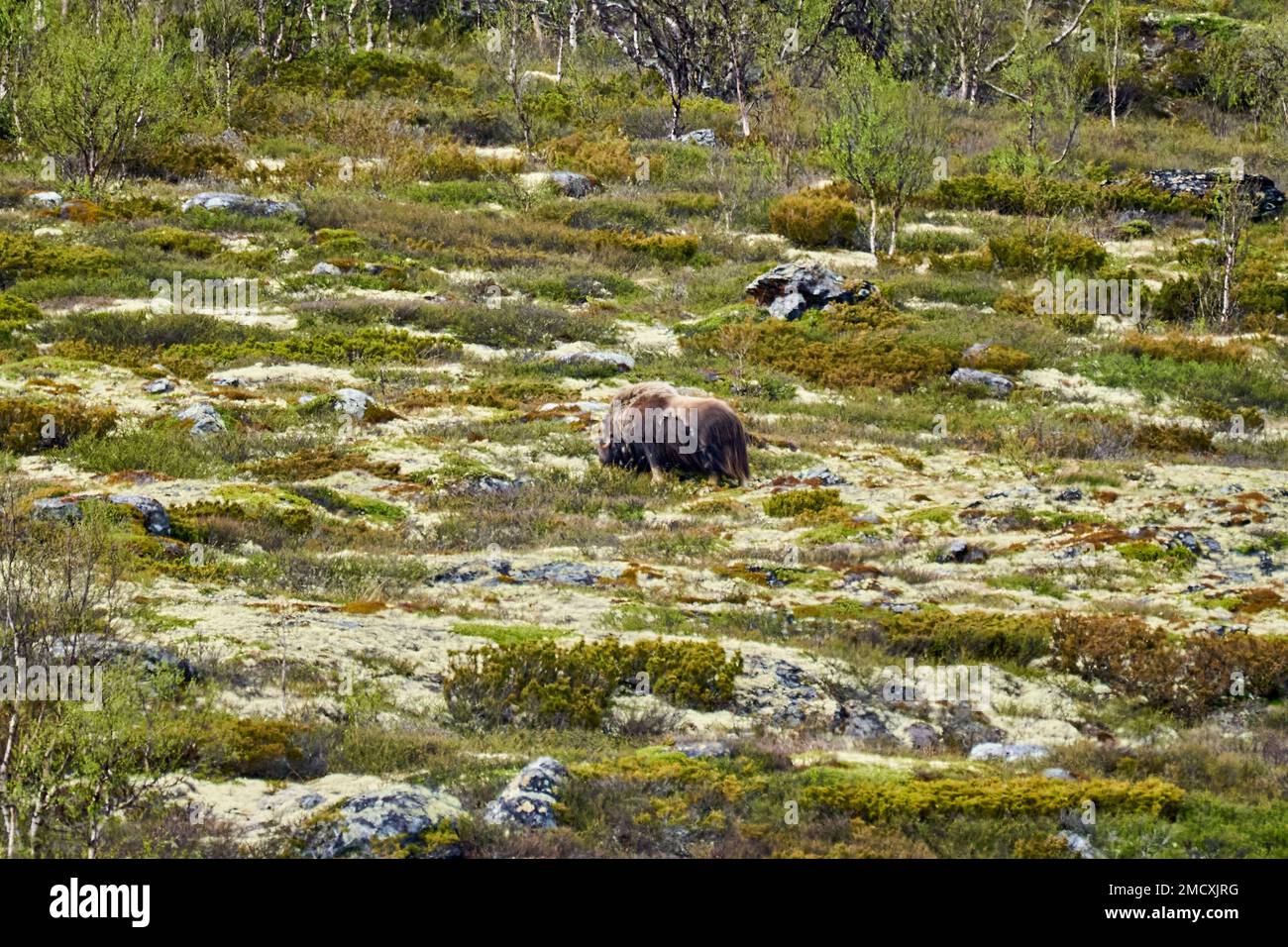Muskox, Ovibos moschatus, che si trova nel paesaggio subartico tundra di dovrefjell negli altopiani della Norvegia. Foto Stock