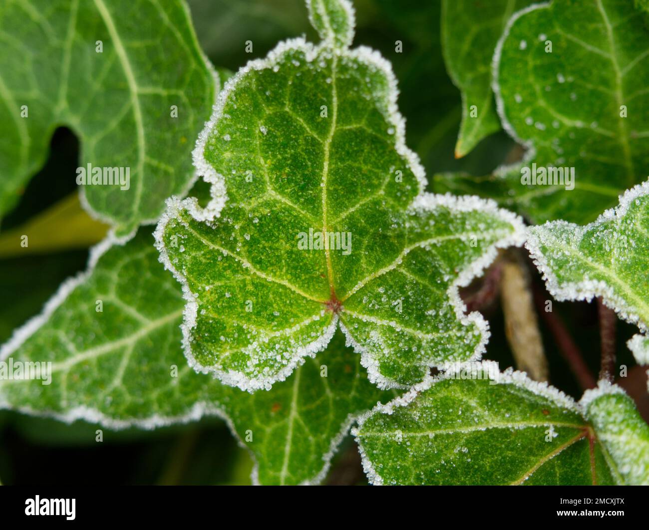 Foglie di Ivy delineate con brina di bue Foto Stock