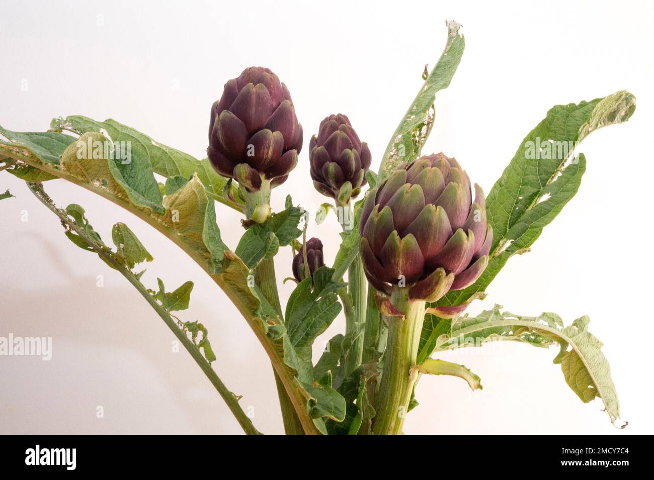 Ein Strauß Artischocken. Foto Stock