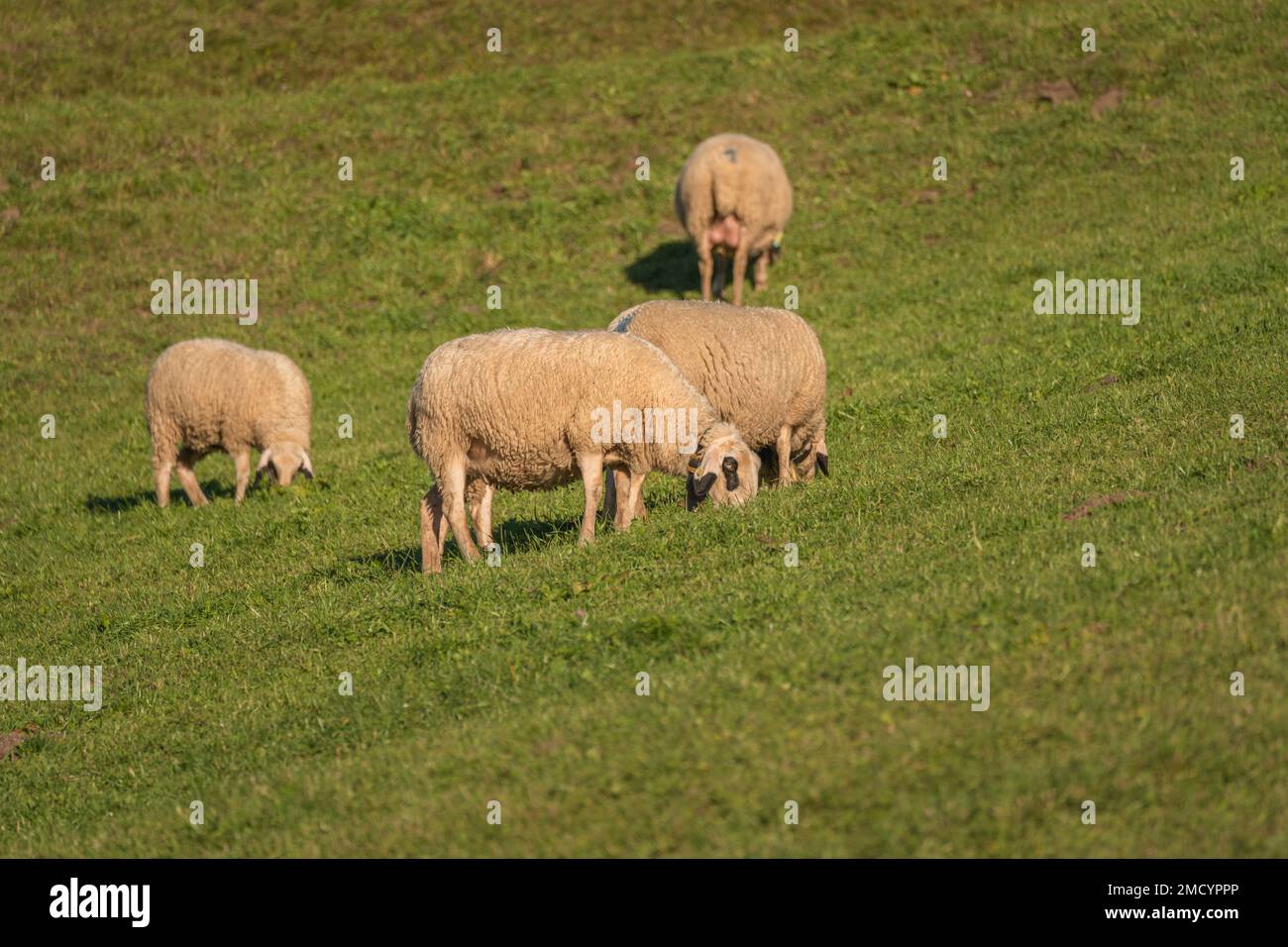 Pecora che pascola sull'erba Foto Stock