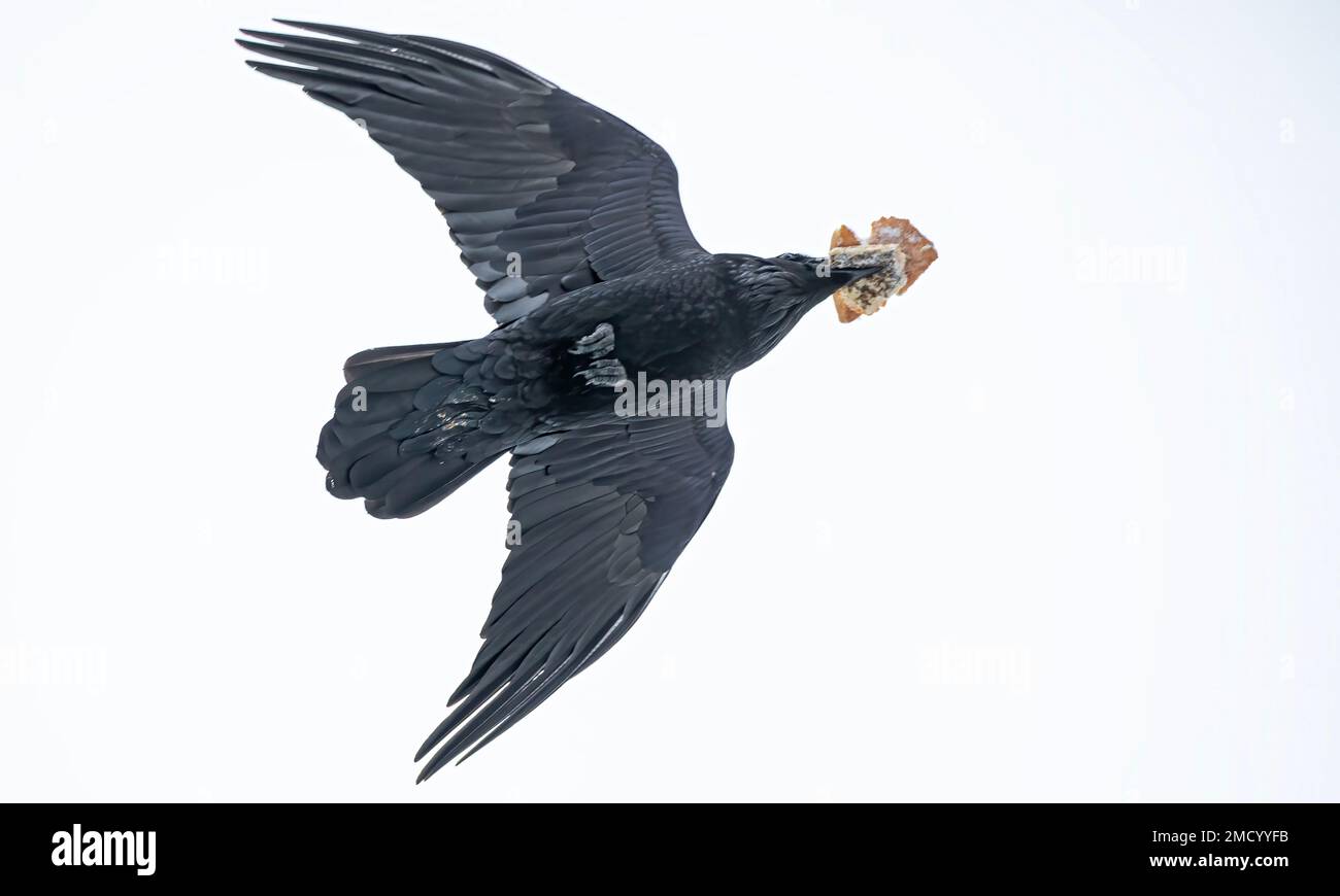 Corvo comune (Corvus corax) isolato su sfondo bianco che vola con il pane nel suo becco su Ottawa, Canada Foto Stock