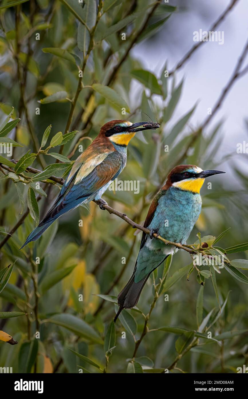 Bee-Eater europea Foto Stock