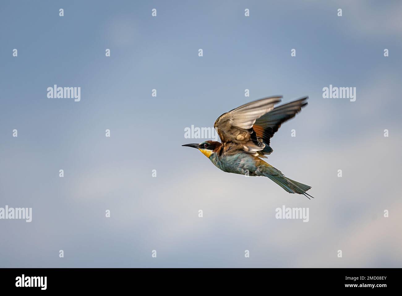 Bee-Eater europea Foto Stock