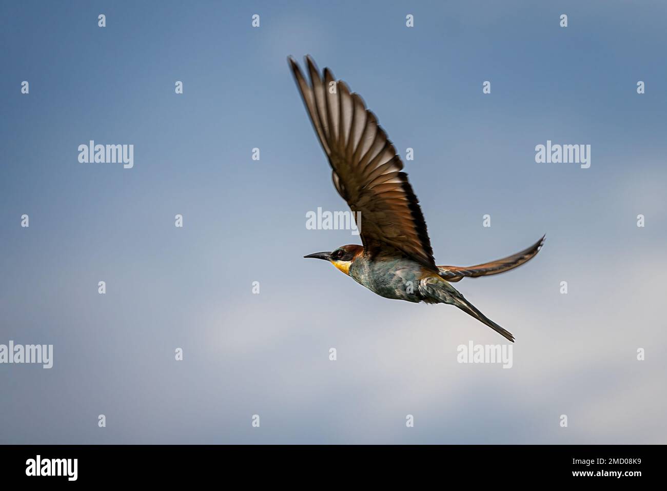 Bee-Eater europea Foto Stock