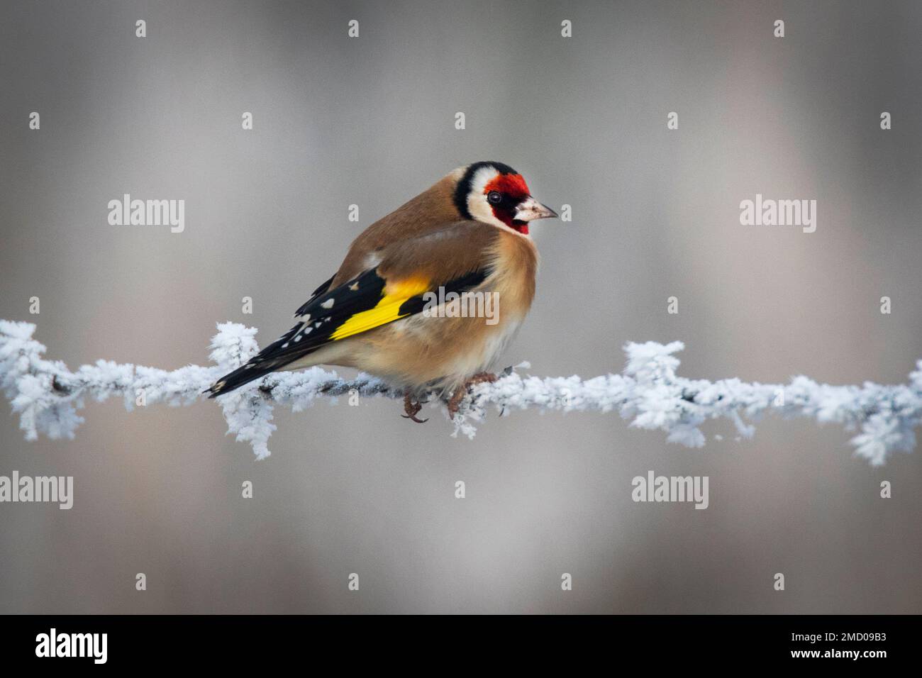 Un Goldfinch molto freddo a Wicken Fen a Cambridgeshire, gennaio 2023 Foto Stock