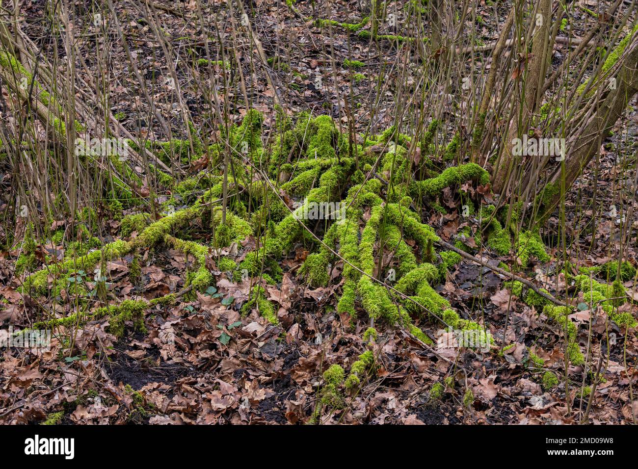 Fuoco accatastamento sparo di radici sovrassviluppate con muschio da un albero nella foresta in inverno, Germania Foto Stock