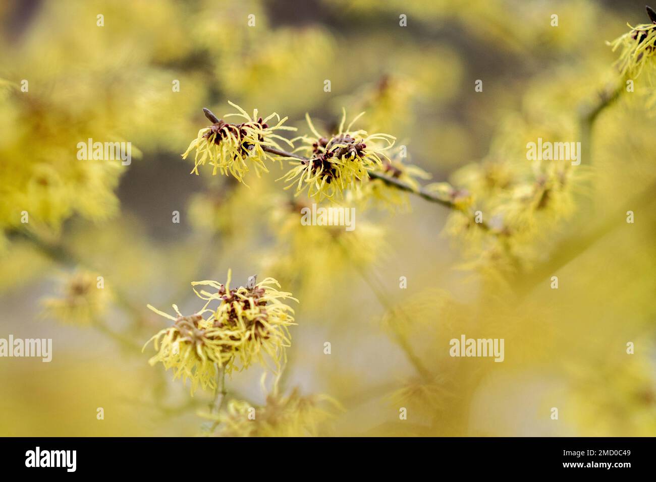 Brema, Germania. 22nd Jan, 2023. Un nocciolo di strega in fiore cresce a temperature fredde nel Parco del Rhodododendron. Credit: Hauke-Christian Dittrich/dpa/Alamy Live News Foto Stock