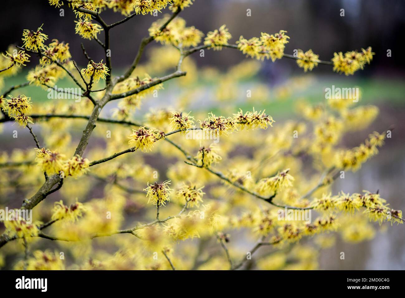 Brema, Germania. 22nd Jan, 2023. Un nocciolo di strega in fiore cresce a temperature fredde nel Parco del Rhodododendron. Credit: Hauke-Christian Dittrich/dpa/Alamy Live News Foto Stock