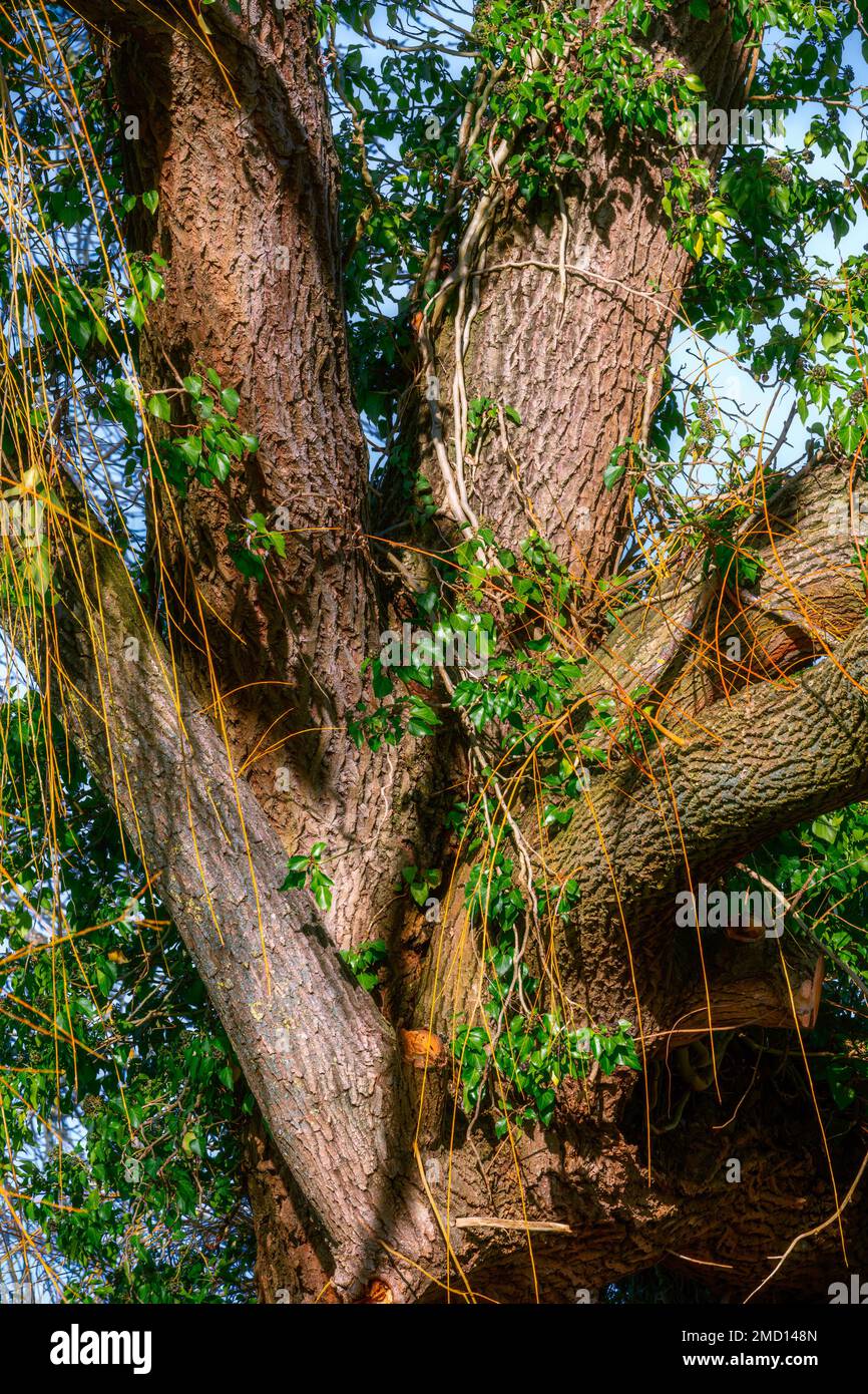 Vecchio tronco annodato di un grande salice con edera Foto Stock