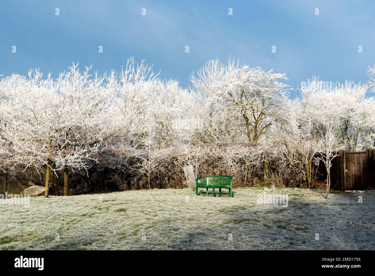 Una macchia di verde nel gelo bianco, Cherry Willingham, Lincolnshire 22nd gennaio 2023 Foto Stock