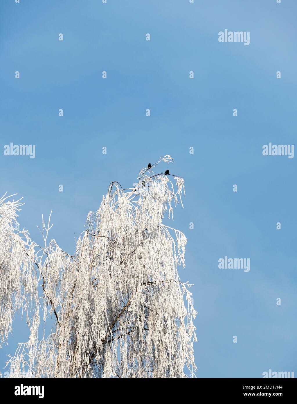 Gelo pesante in cime di albero, Cherry Willingham, Lincolnshire, 22nd gennaio 2023 Foto Stock