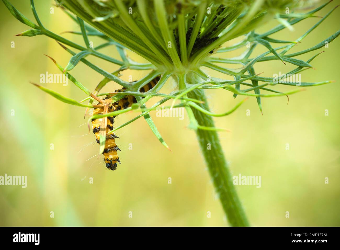 Larva di cinabro (bruco) che si insinua lungo un'erbaccia. Foto Stock