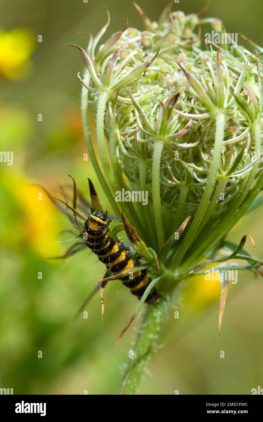 Larva di cinabro (bruco) che si insinua lungo un'erbaccia. Foto Stock