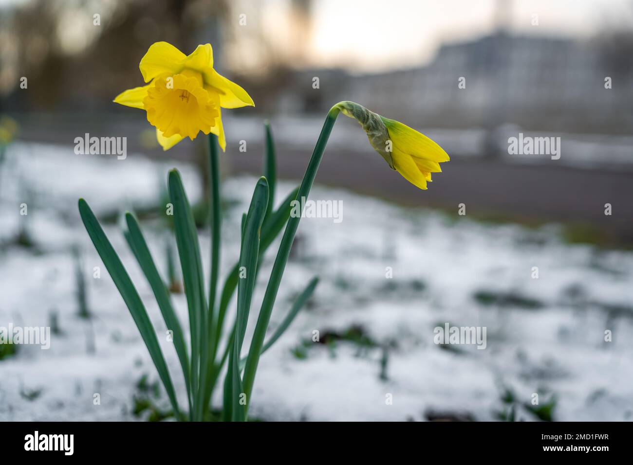 Fiore giallo narciso fiorisce all'inizio della primavera, fiore daffodil nella neve, fuoco selettivo Foto Stock