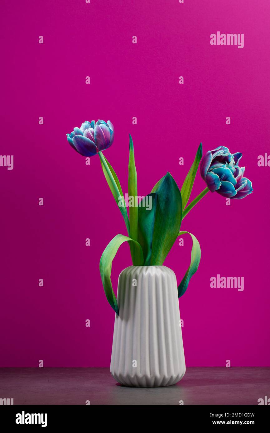 due tulipani rosa e viola in vaso su sfondo magenta, fiori primaverili per donne, spazio copia Foto Stock