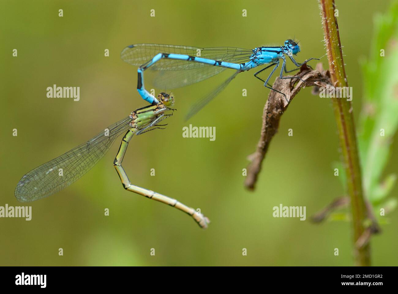 Un paio di mosche di accoppiamento sul bordo di un laghetto giardino. Foto Stock