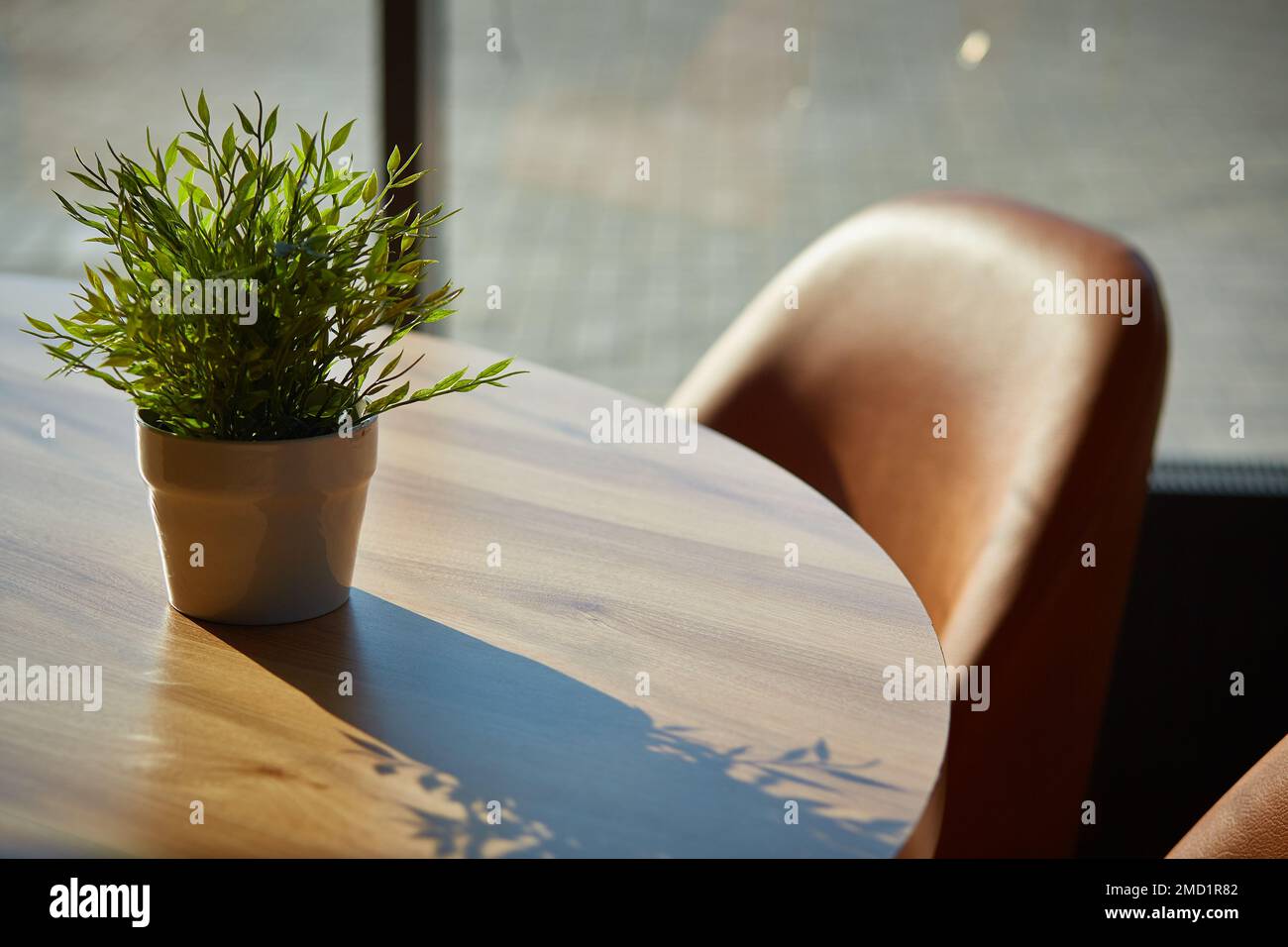 pianta domestica sul tavolo nella luce del sole contornata. Pogonatherum paniceum Foto Stock