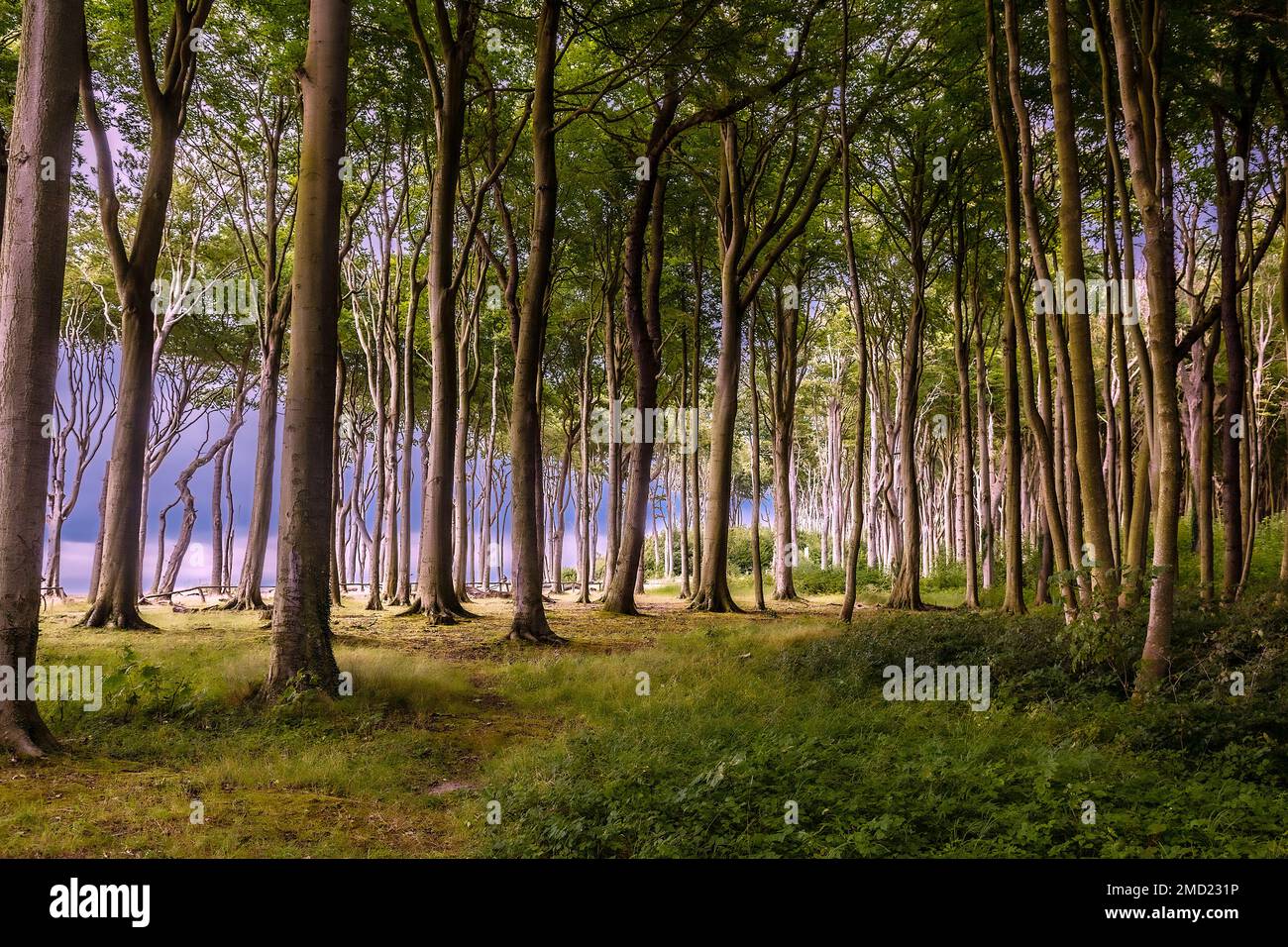 Foresta fantasma Ostsee Nienhagen, Costa del Mar Baltico, Meclemburgo-Pomerania occidentale, Germania Foto Stock