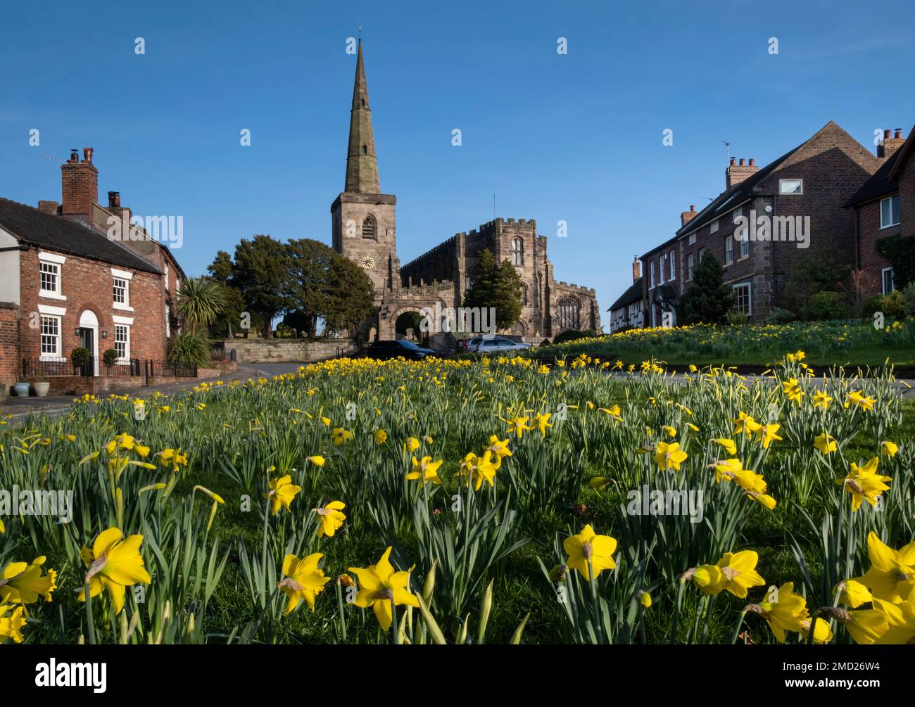 Narcisi sul Village Green ad Astbury in Spring, Astbury, Cheshire, Inghilterra, Regno Unito Foto Stock