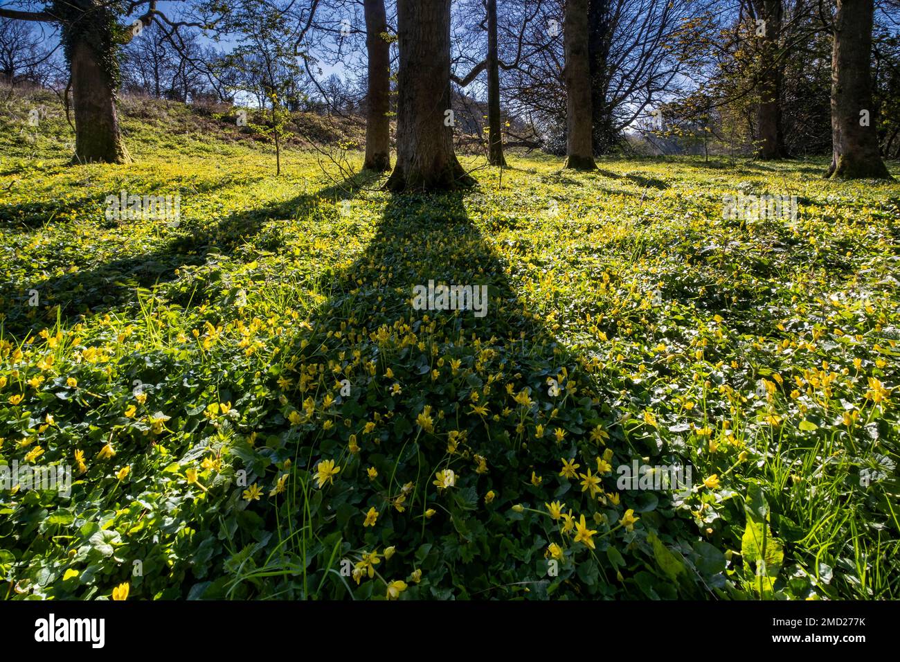 Celandina minore (Ficaria verna) a Woodland, vicino a Northwich, Cheshire, Inghilterra, Regno Unito Foto Stock