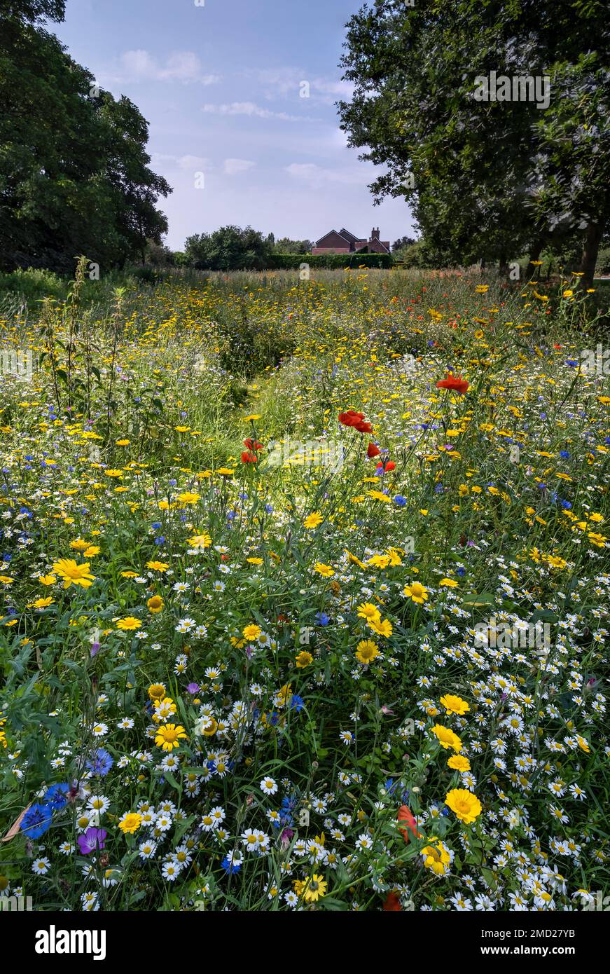 Wildflower Meadow in estate, vicino a Tarvin, Cheshire, Inghilterra, Regno Unito Foto Stock