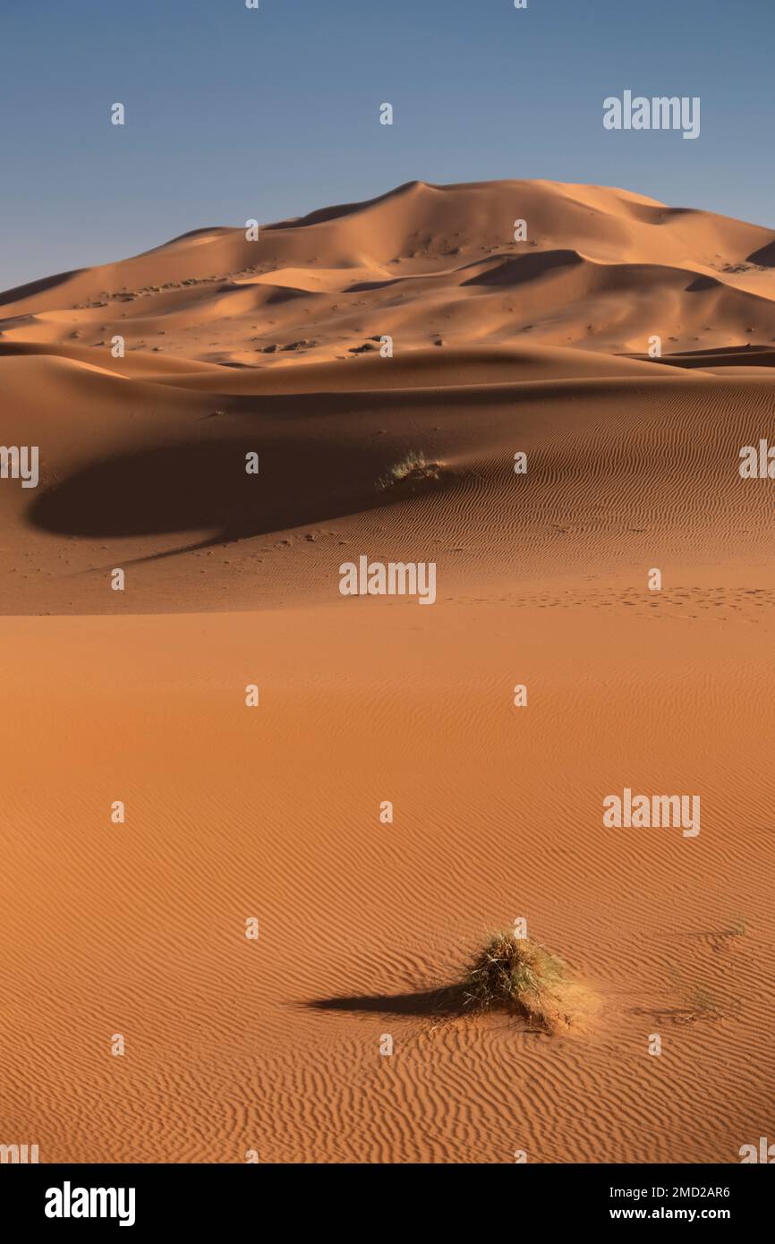 Le dune di sabbia di Erg Chebbi, deserto del Sahara, Marocco, Nord Africa Foto Stock