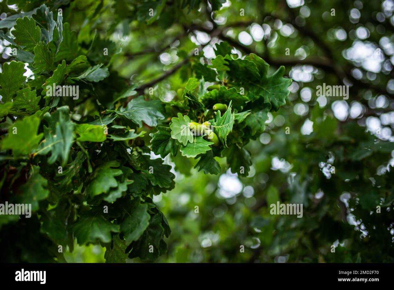Giovani ghiande verdi su un albero quercia. Frutta di quercia con foglie fresche nel parco. Foto Stock