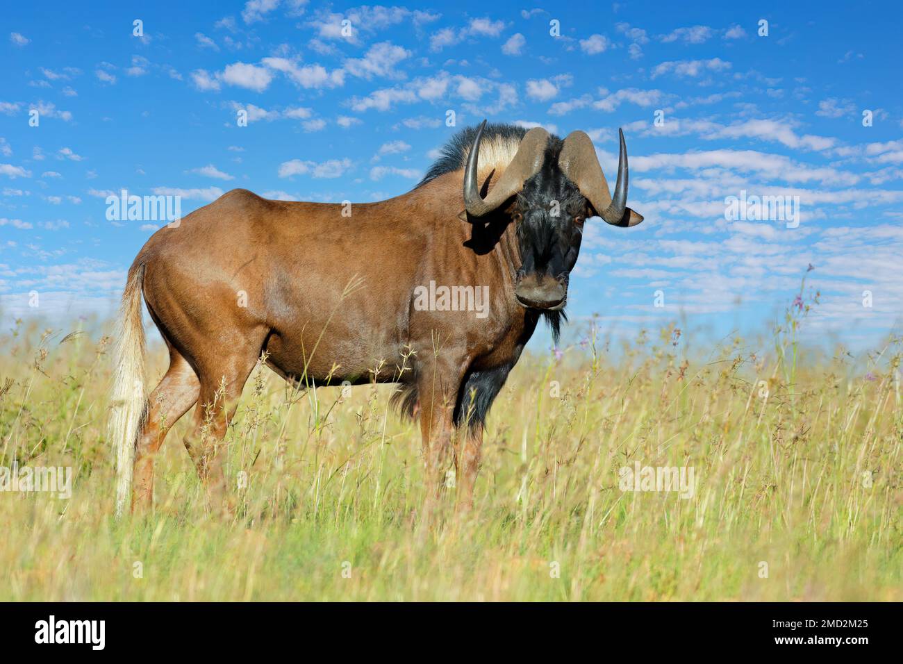 Un wildebeest nero (Connochaetes gnou) in piedi nella prateria, Parco Nazionale della Zebra di montagna, Sudafrica Foto Stock
