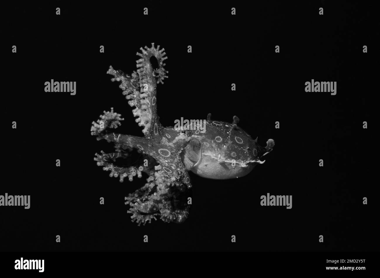 Un polpo dalle ventre blu estremamente velenose sta nuotando con tentacoli allungati, Panglao, Filippine Foto Stock